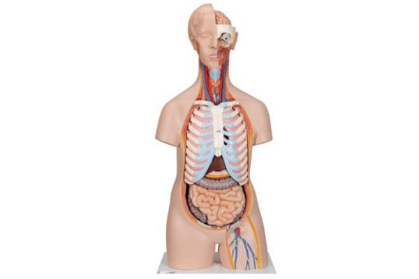 klasyczny unisexowy model tułowia człowieka, 16 części - 3b smart anatomy - 1000188 [b11] 3b scientific modele anatomiczne 2